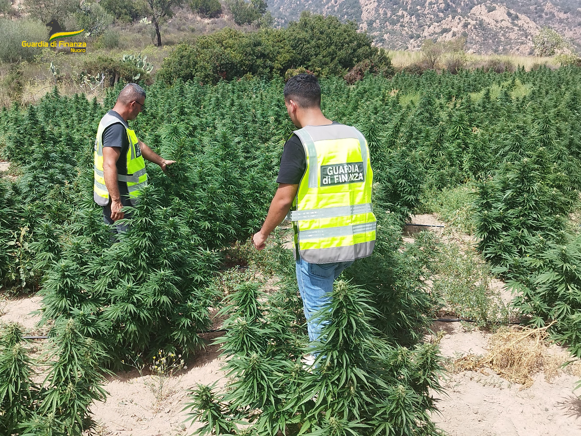 Talana. Scoperta piantagione da oltre 1000 piante di marijuana: nei guai un 27enne di Fonni