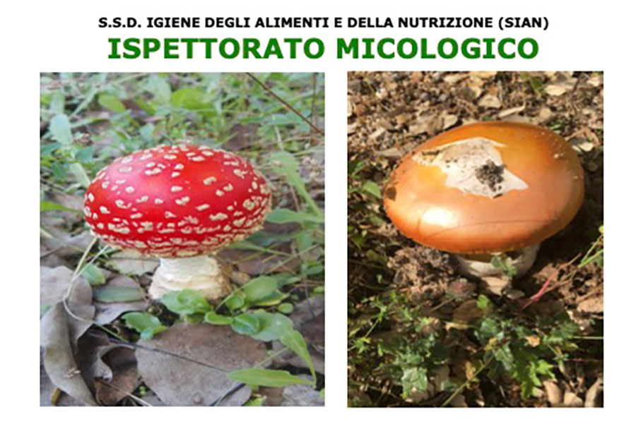 Con le piogge autunnali è tempo di funghi: attivi gli ispettorati micologici. Tutti gli orari