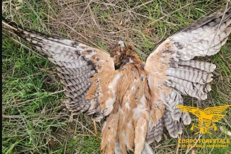 Aquila di Bonelli uccisa a fucilate a Ozieri: è un duro colpo alla reintroduzione della specie