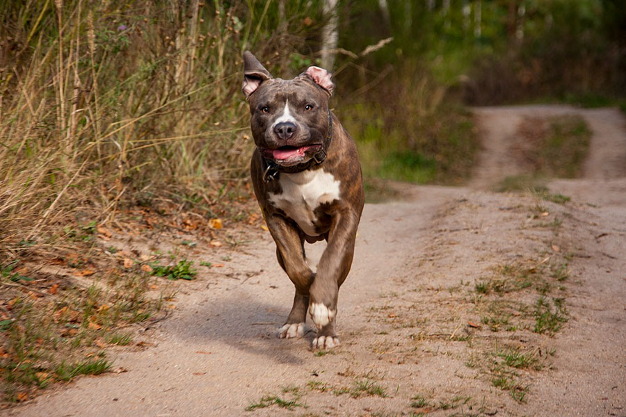 Orosei. Azzannato da un pitbull bimbo di un anno in ospedale in codice rosso