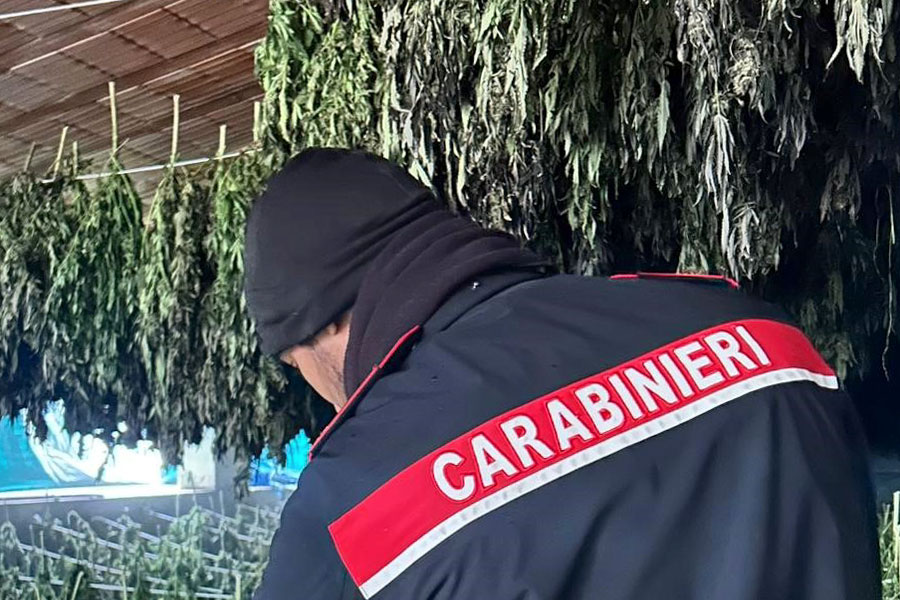 2500 piante di marijuana del valore di un mln e mezzo scoperte nelle campagne di Bortigali: 4 arresti