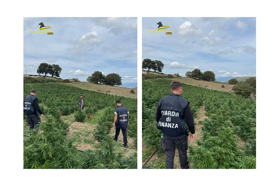 Tre piantagioni con 3500 piante marijuana del valore di 15 milioni scoperte nel Nuorese: tre denunce – VIDEO