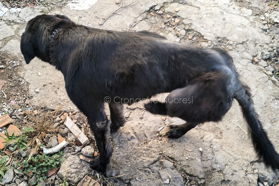 Cane malato e mal tenuto. Rifiuta i controlli della guardia zoofila e la insulta: denunciata per maltrattamenti