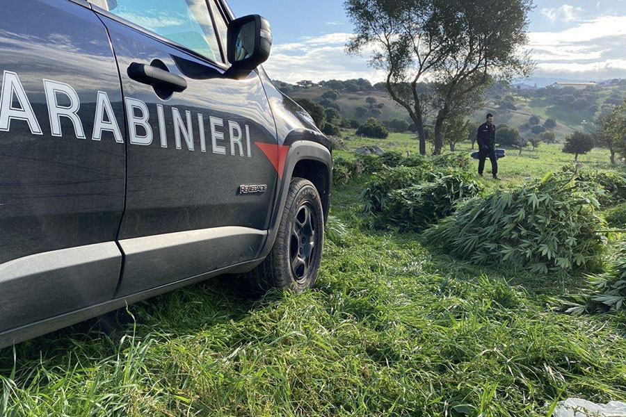 Orotelli. Sequestrate oltre mille piante di marijuana: scatta un arresto per un 26enne e una denuncia per il complice 33enne