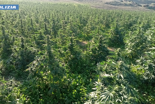 Nuoro, piantagione di marijuana a Su Berrinau