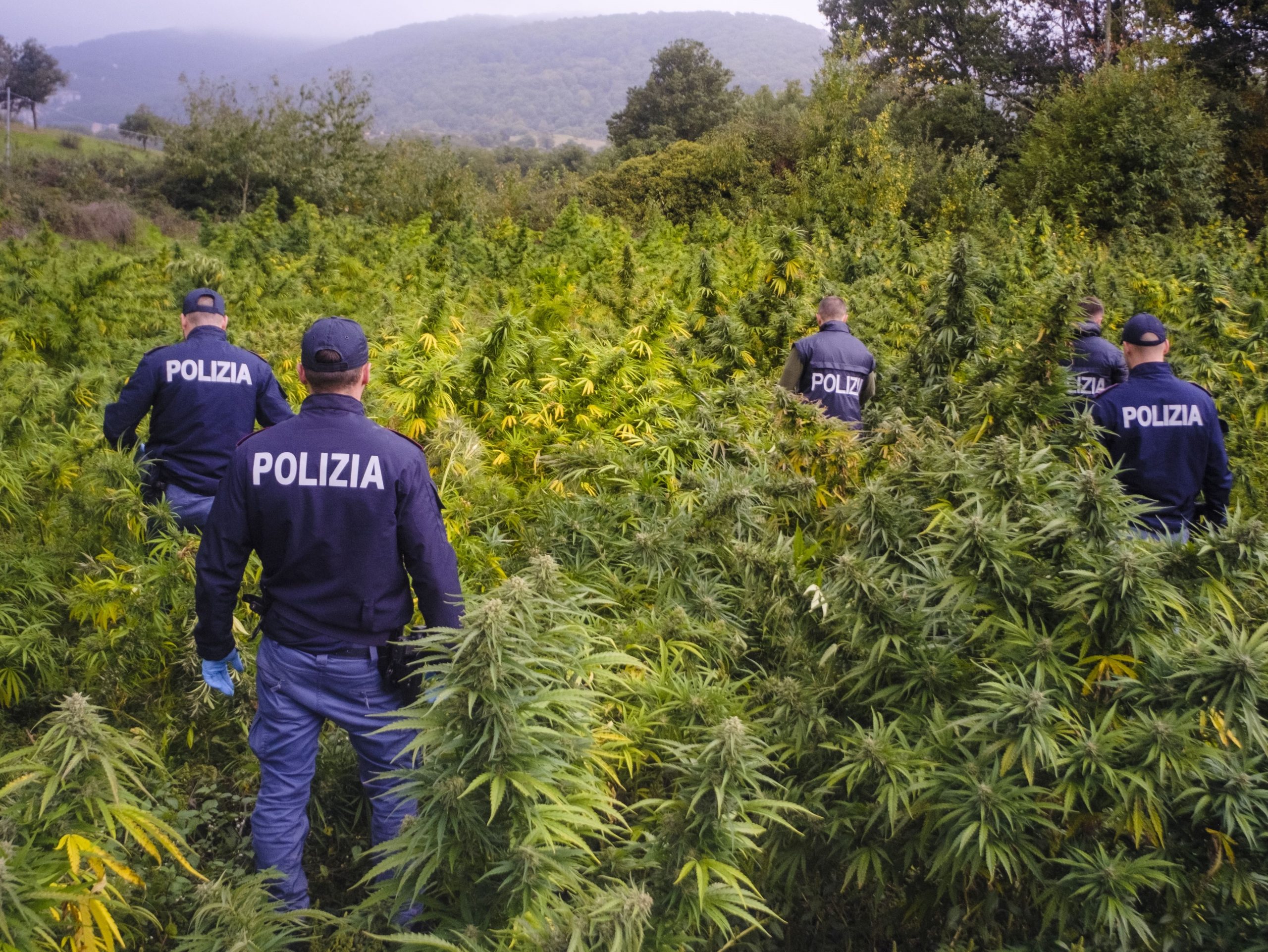 Ennesima piantagione di marijuana scoperta nel Nuorese: 1000 piante sequestrate e due denunce