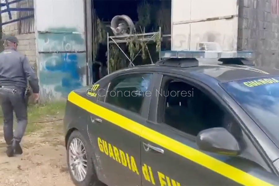 Blitz delle Fiamme Gialle di Nuoro in un deposito: sequestrata una tonnellata e mezzo di marijuana, un arresto e denunce – VIDEO