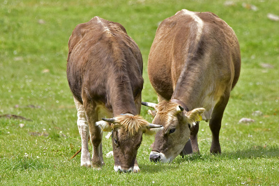 La razza bovina Sardo Bruna verso un consorzio di tutela IPG