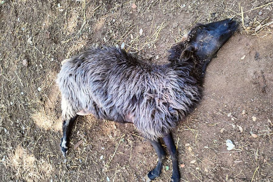 Emergenza Blue Tongue.  Minacce ai veterinari? La Sanità regionale sotto accusa