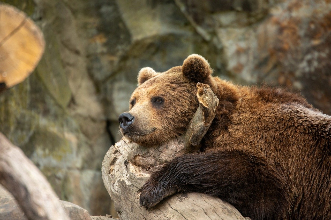 Trentino. Abbattuto un altro orso considerato pericoloso: era in letargo. Gli animalisti chiedono giustizia