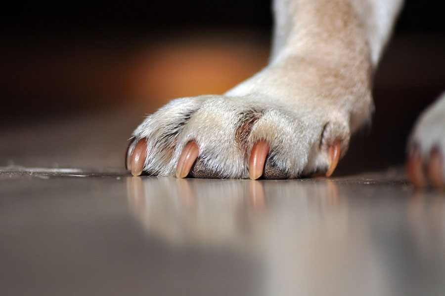 Pesta la zampa al cane, il proprietario gli spara e lo ferisce.  Arrestato per tentato omicidio